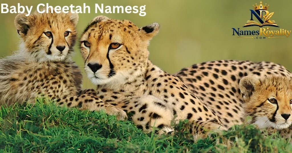 Baby Cheetah Names
