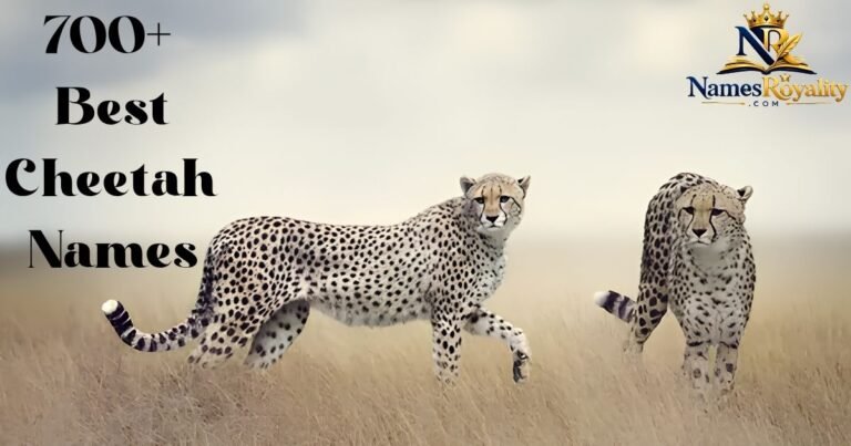 Cheetah Names