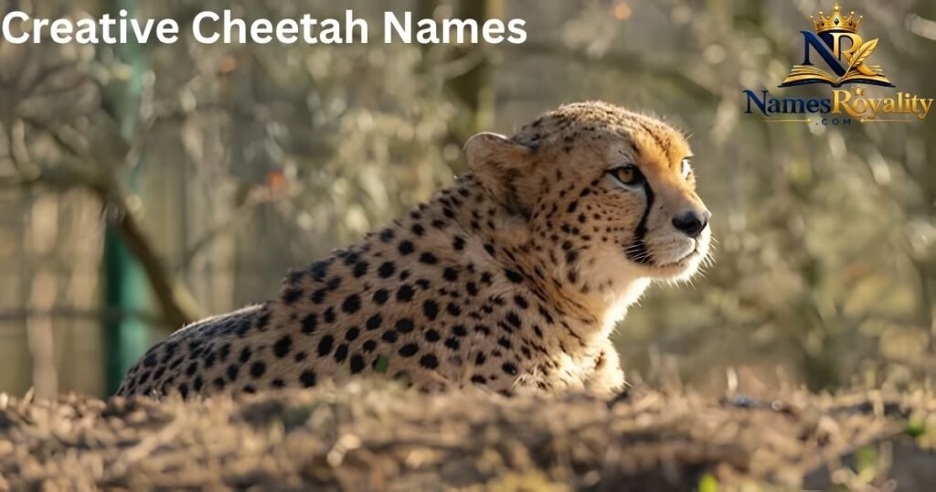 Creative Cheetah Names