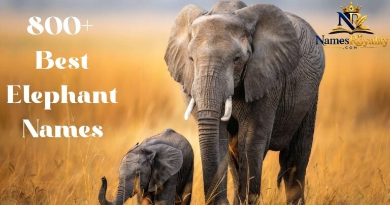 Elephant Names