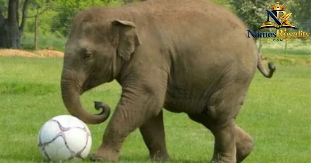 Funny Elephant Names