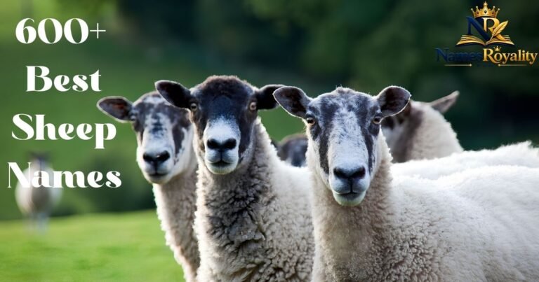 Sheep Names