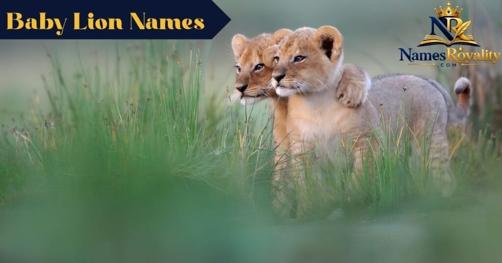 Baby Lion Names