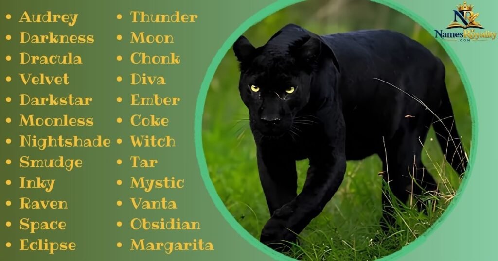 Black Panther Names