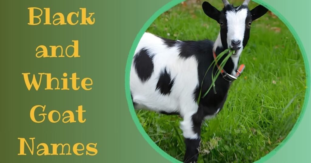 Black and White Goat Names