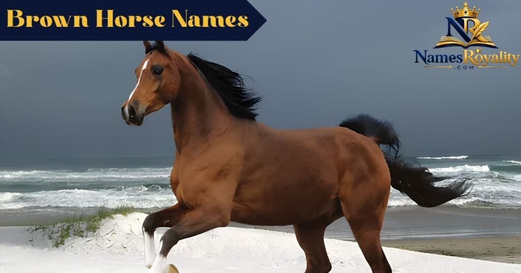Brown Horse Names