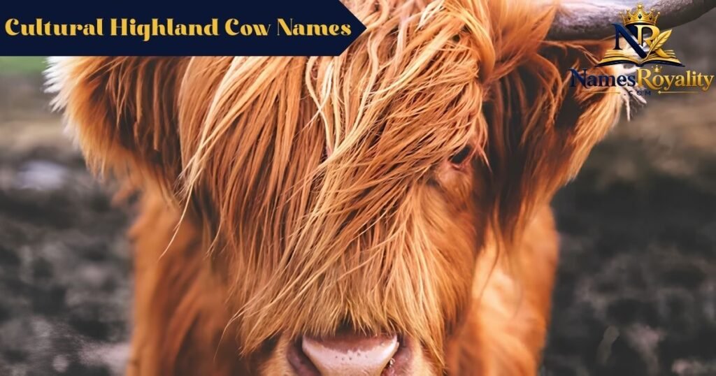 Cultural Highland Cow Names