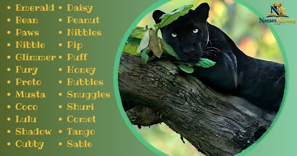 Cute Panther Names