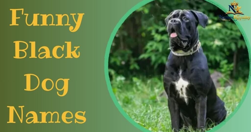 Funny Black Dog Names