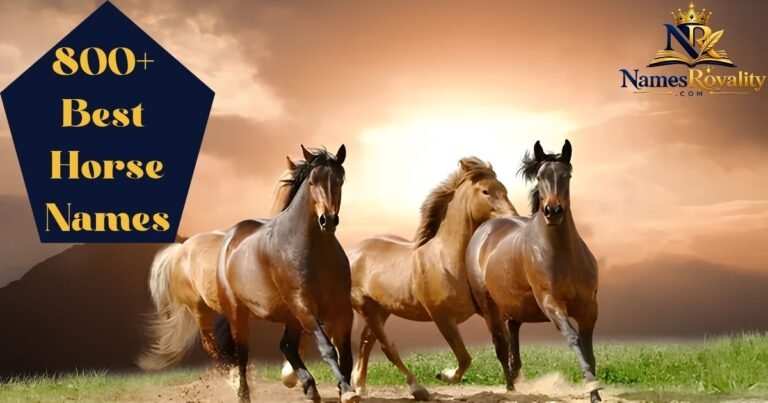 Horse Names