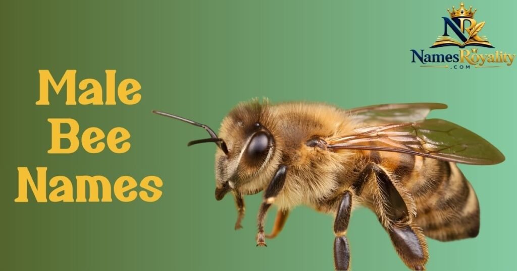 Male Bee Names