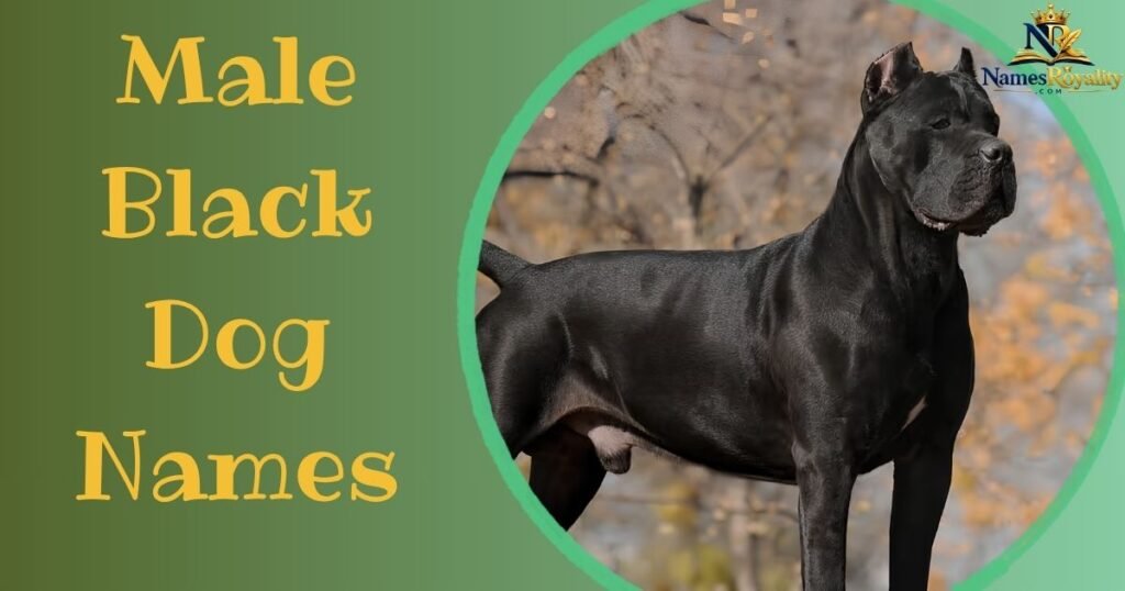 Male Black Dog Names