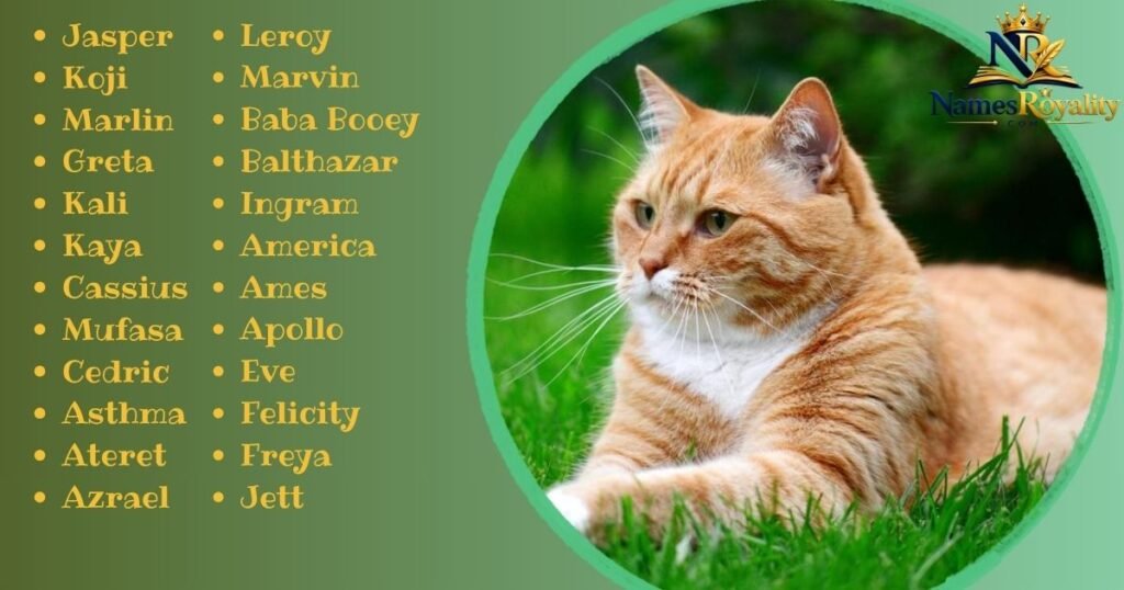Male Cat Names