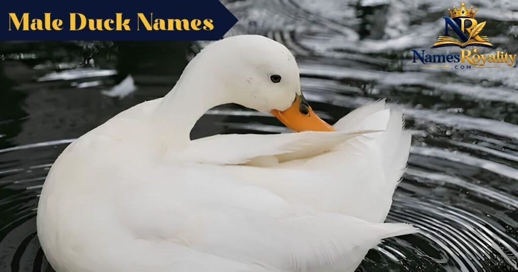 Male Duck Names