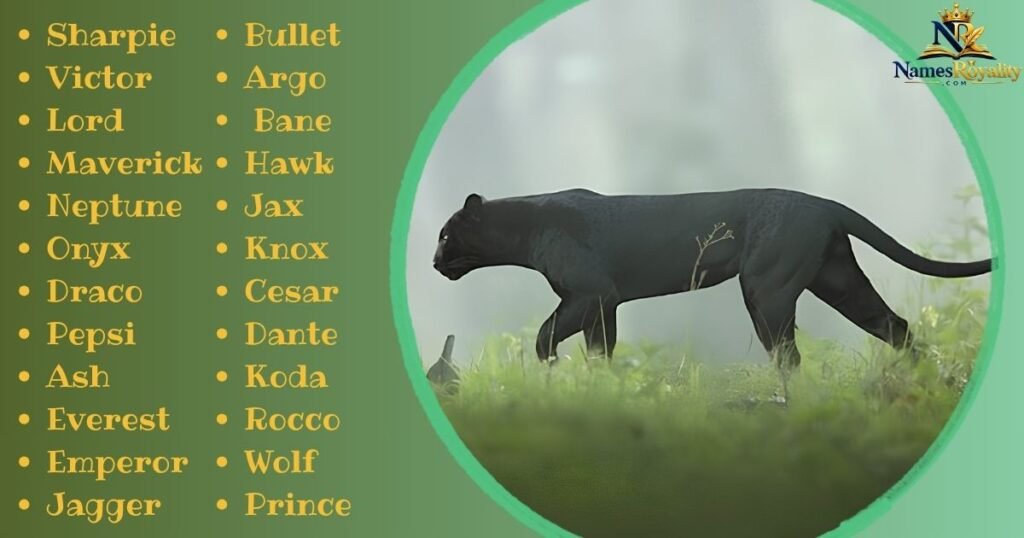 Male Panther Names