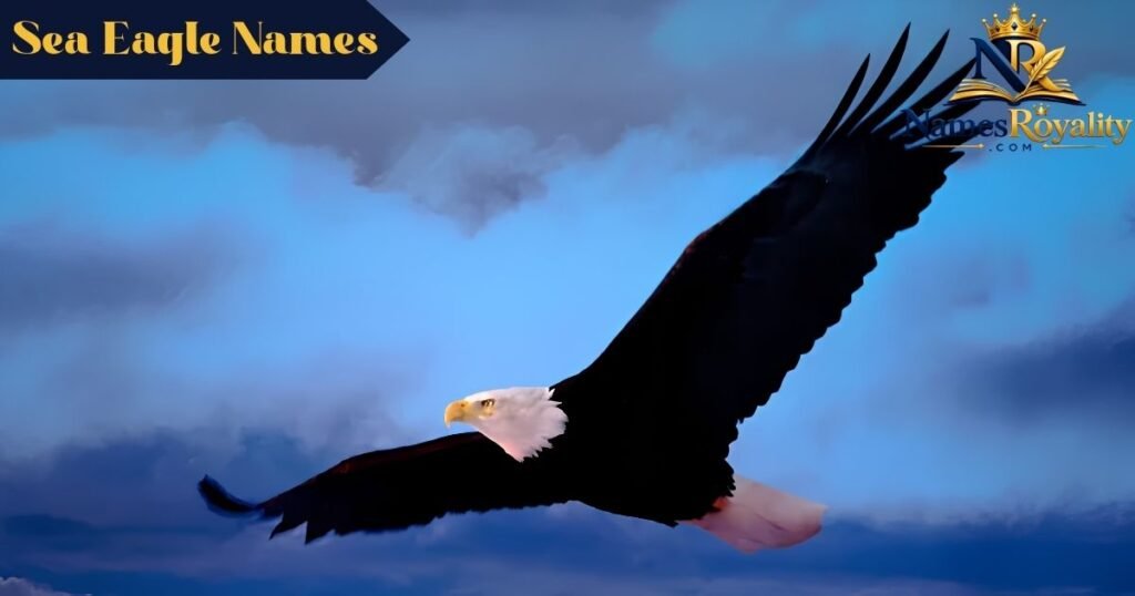 Sea Eagle Names