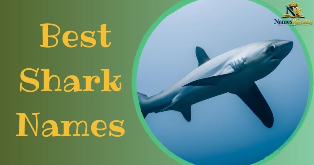 Best Shark Names