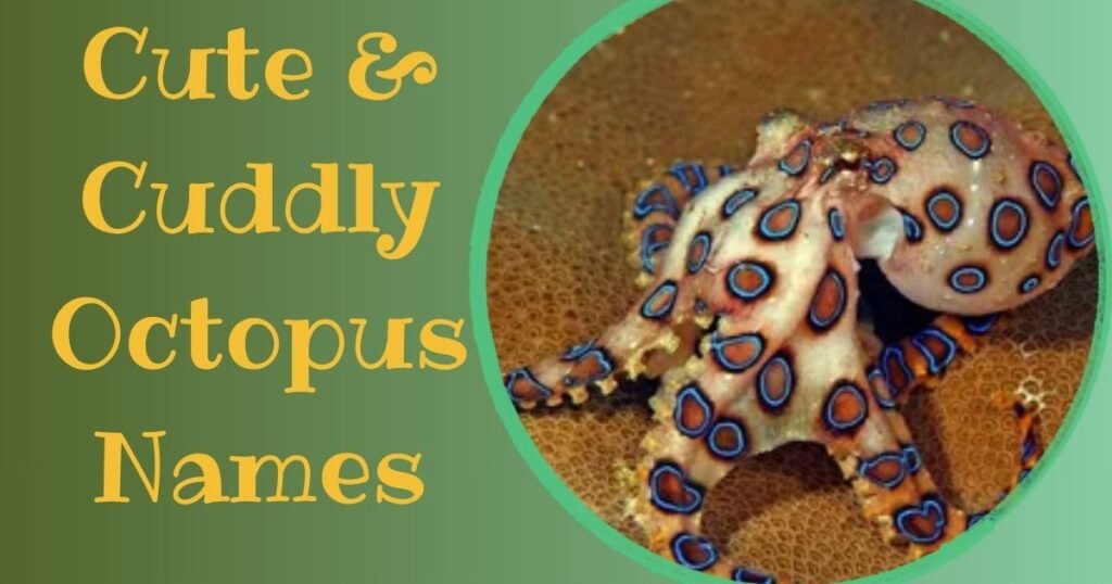 Cute & Cuddly Octopus Names