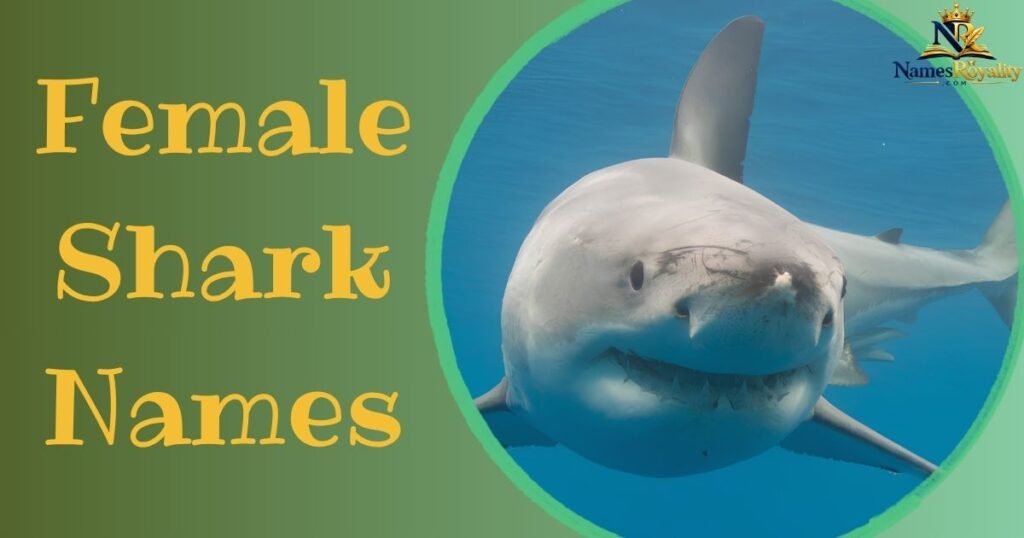 Female Shark Names