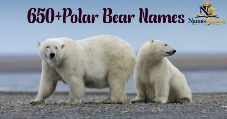Polar Bear Names