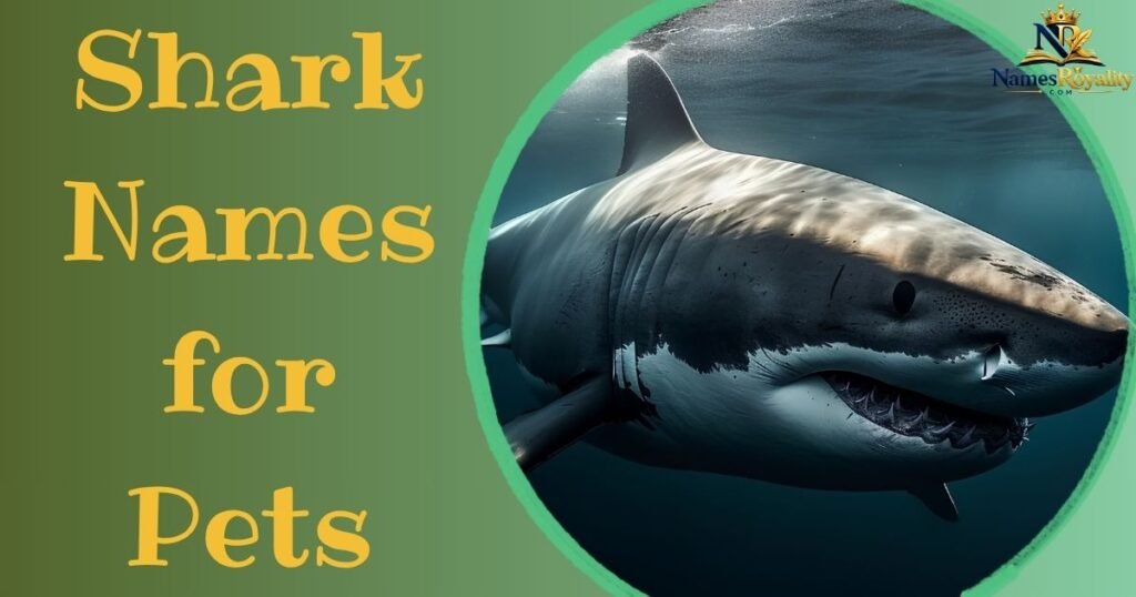 Shark Names for Pets